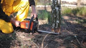 Best Fruit Tree Pruning  in Parsons, TN