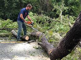 Best Tree Maintenance Programs  in Parsons, TN